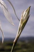 A white bud, still closed