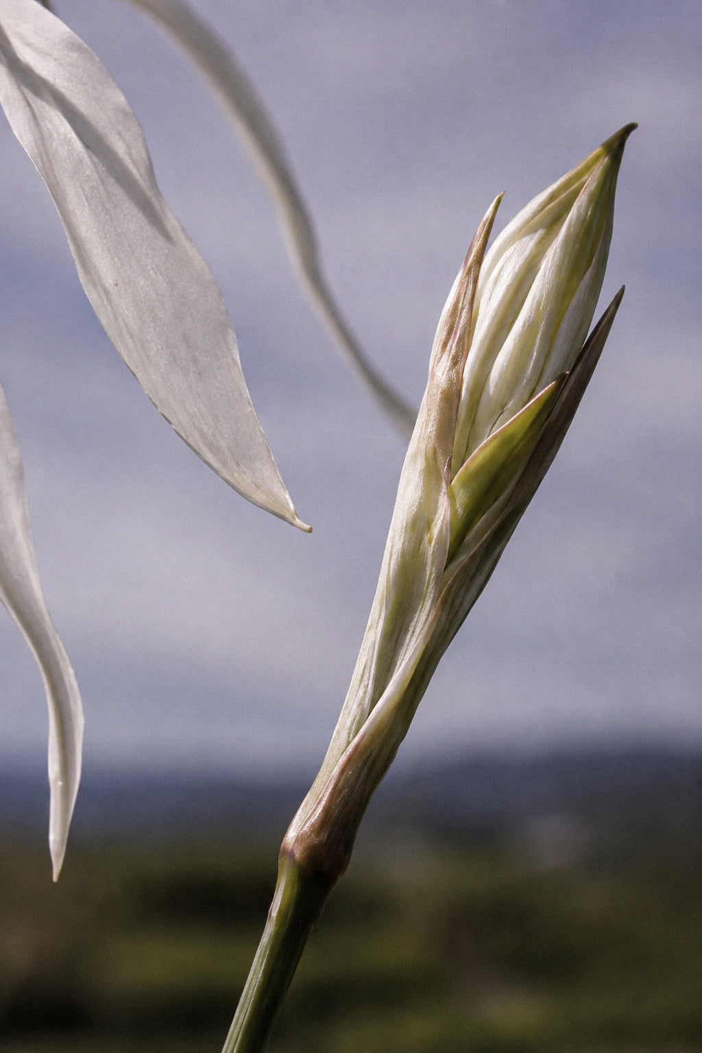 A white bud, still closed